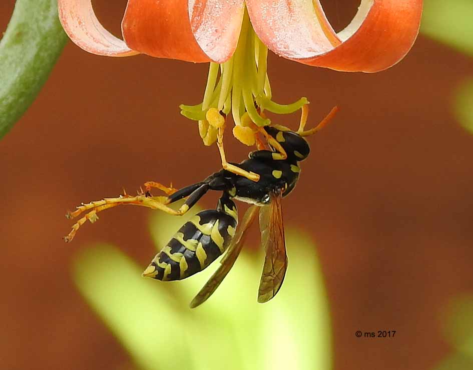 Polistes dominula, Vespidae